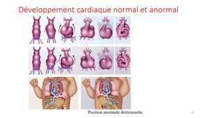 UE9EC4 - M. Doco - CM Organogénèse -2