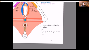 anatomie-perinee