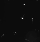 L.AS SpS - UE 24 - EC3 : Biologie de la reproduction et Embryologie - Motilité des spermatozoïdes