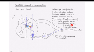 neuroanat-sensibilite-labrousse-dfgsm3