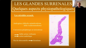 IFSI-surrenales