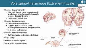 Physio LAS2 Voies de la sensibilité dans le système nerveux central