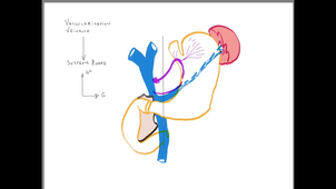 ANATOMIE-estomac-avisse