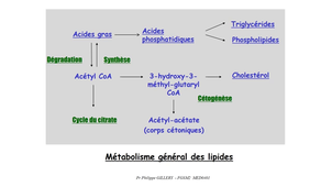 DFGSM2 - MED0401 - Métabolisme des lipides et des lipoprotéines - Introduction