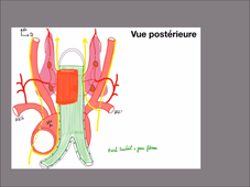 UE24 - EC1 - Thyroïde - P6