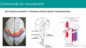 2.2 PHYSIOLOGIE SYSTEME NERVEUX - GLORON PARTIE5