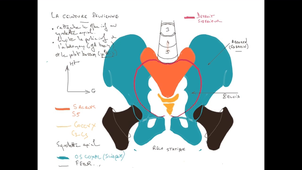 UE24 EC2_Os iliaque - Sacrum - Fémur - P1