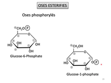 L.AS SpS - UE 14 - Biochimie - Les oses simples et dérivés