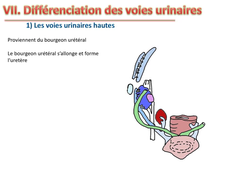 MED0605 - Embryologie rein - vv