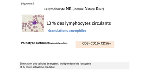 DFGSM2 - MED0304 - Leucocytes - Le lymphocyte