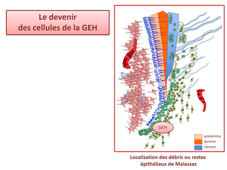 L.AS 1 - UE 24 - EC5 - Gaine épithéliale de Hertwig et cémentogenèse