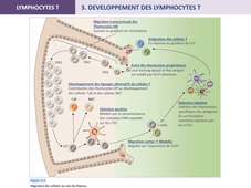 LT développement