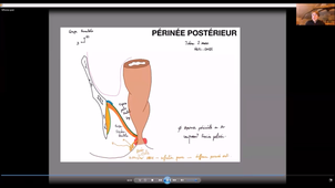 UE24 EC2_Périnée - P14