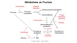 DFGSM2 - MED0402 - Métabolisme glucidique et régulation - Métabolisme du galactose et du fructose