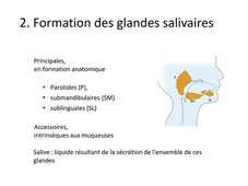 L.AS 1 - UE 24 - EC5 - Formation et devenir de l'appareil pharyngé