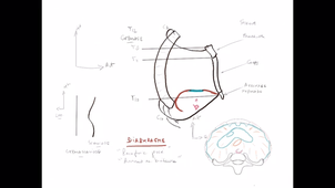 organisation générale du Thorax_P3