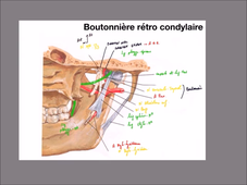 UE 24 - EC1  Mandibule et muscles masticateurs - P11
