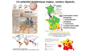 DFGSM3 / DFGSMa2 - MED0501 - Arbovirose : nosologie, virologie, épidémiologie