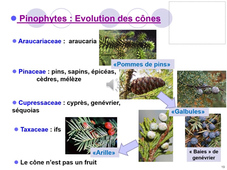 Cours 2 - Evolution et biodiversité végétale 1 - partie 3