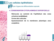 UE13 - Cours n°2 - Le tissu épithélial - partie 1 - La cellule épithéliale