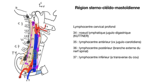 UE4 - CM4 - Le cou - organisation générale - Pr. Labrousse