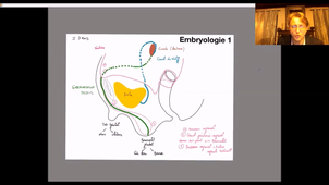 UE24 EC2_Testicules - P6
