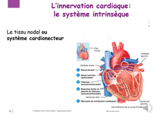 2.2 Anatomie appareil cardio vasculaire 1
