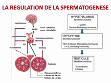 L.AS Sciences pour la Santé - Semestre 2 - UE 24 - EC3 : Biologie de la reproduction et Embryologie 2
