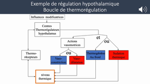 Physio LAS2 Hypothalamus et régulation du milieu intérieur