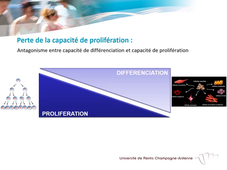 Différenciation Cellulaire