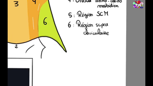 TSR - UE13 - Anatomie - Le cou, expliqué par Clément Riou - Partie 1