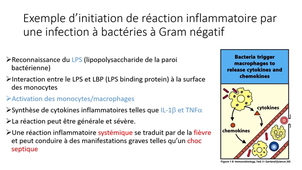 DFGSM2 - MED0306 - Réaction inflammatoire - Introduction