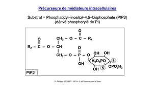 PASS / L.AS - UE 12 - Biochimie générale - Lipides : glycérides et glycérophospholipides