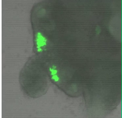 L.AS SpS - UE 24 - EC3 : Biologie de la reproduction et Embryologie - 4ème semaine : vidéo annexe n°5