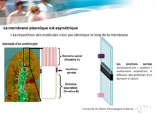 UE.2.1 - Biologie Fondamentale 2