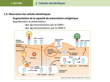 Cellule présentatrice antigène et activation LT FGSO2 Part 1