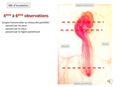 TP Embryo des oiseaux