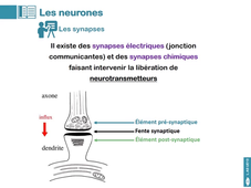 UE13 - Cours n°5 - Le tissu nerveux - partie 2