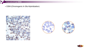 MED0302 - ED BioCell 1 - MP