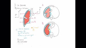 anatomie-poumon-ped-pulm - P4/2