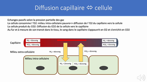 2.2 Physiologie appareil respiratoire part 5