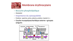L.AS 3 - UE 64 - Hématologie - Structure de l'hématie