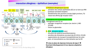 DFGSM2 DFGSO2 Hypersensibilité cours d'Immunologie 22/10/2025