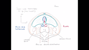 Organisation générale de l'abdomen - P7