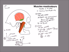 UE 24 - EC1  Mandibule et muscles masticateurs - P12