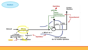 PASS / L.AS - UE 11 - Bases pharmacologiques du médicament - Définition et classes de médicaments (Partie 2)