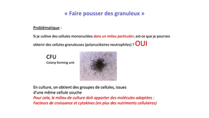 DFGSM2 / DFGSMa2 - MED0304 - Hématopoïèse - Granulopoïèse