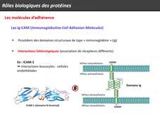 UE 14 - Biochimie 2