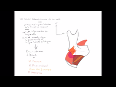 UE 24 - EC1  Carotide et Glandes - P7