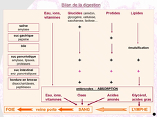 Digestion et absorption des lipides